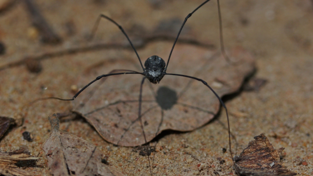 Harvestmen