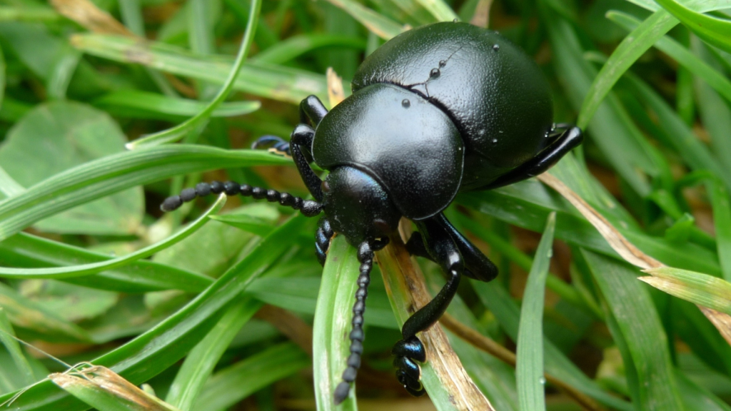 Bloody-nosed Beetle