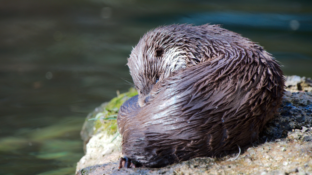 Otter | Masters of Two Worlds