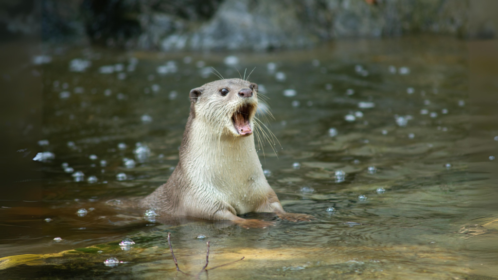 Otter | Powerful Predators