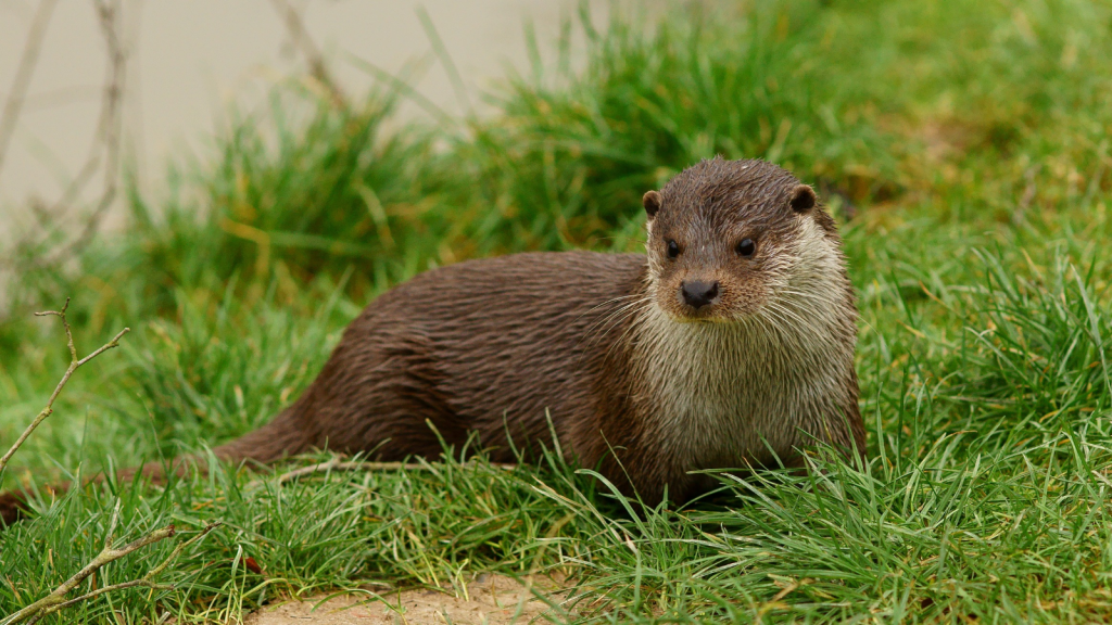 15 Astonishing Things About British Otters - Outlandish Owl