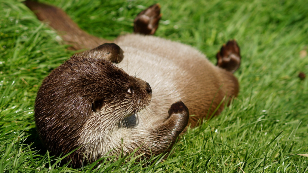 Otter | Playful Nature