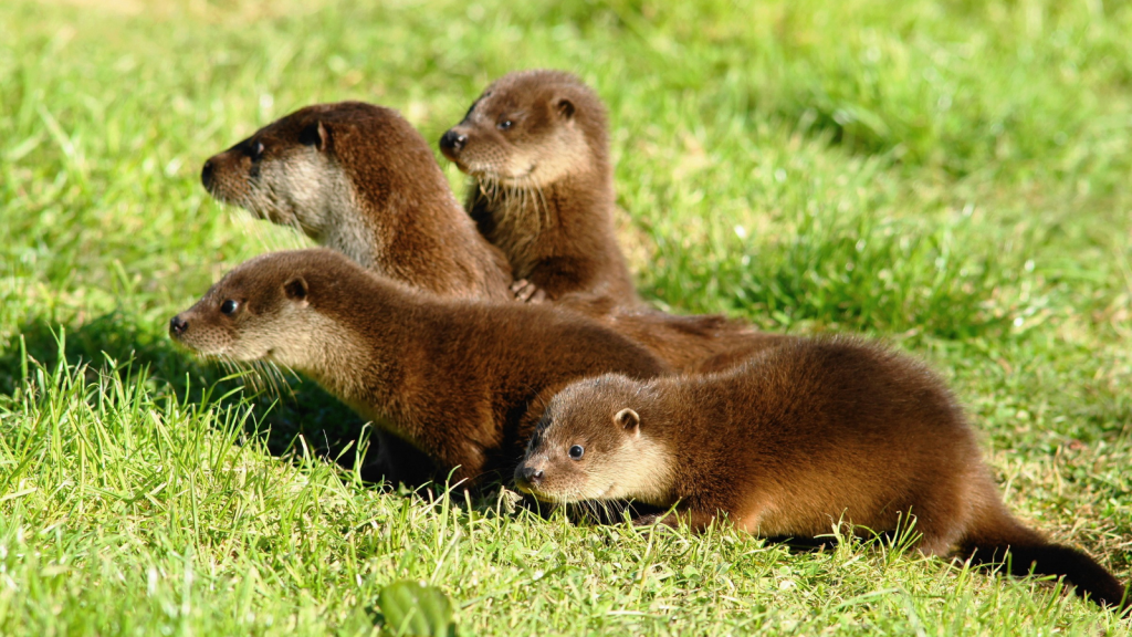 Otter | Unique Family Structure