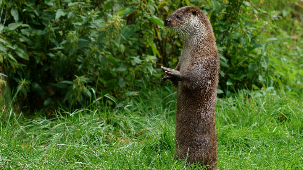 Otter | Highly Intelligent