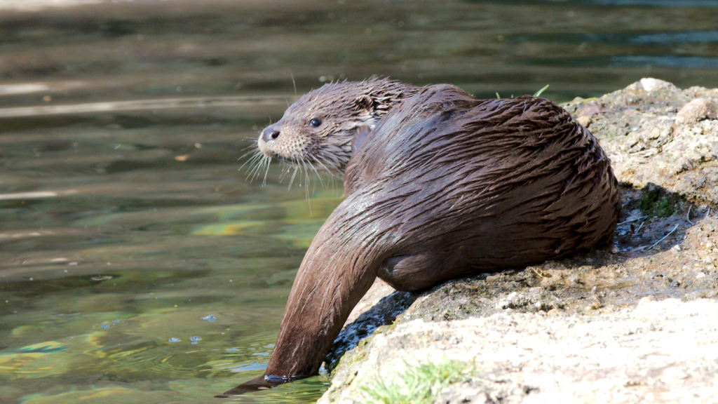 Otter | Adaptable Habitats