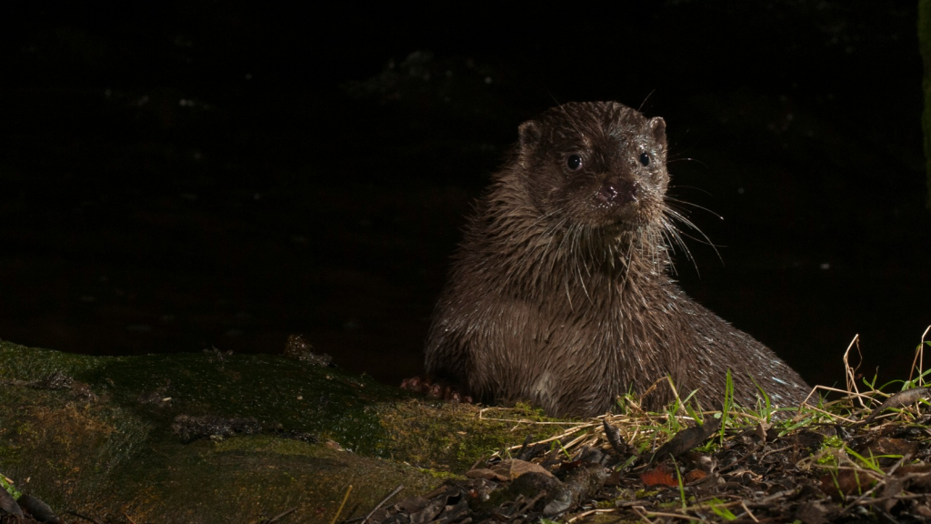 Otter | Nocturnal Lifestyle