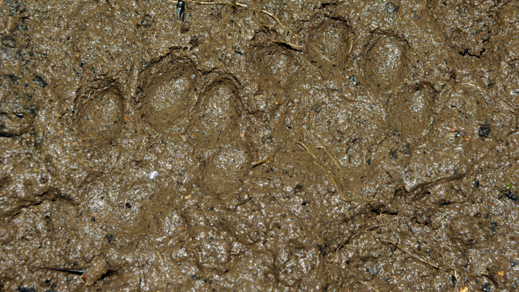 Otter | Unique Paw Prints