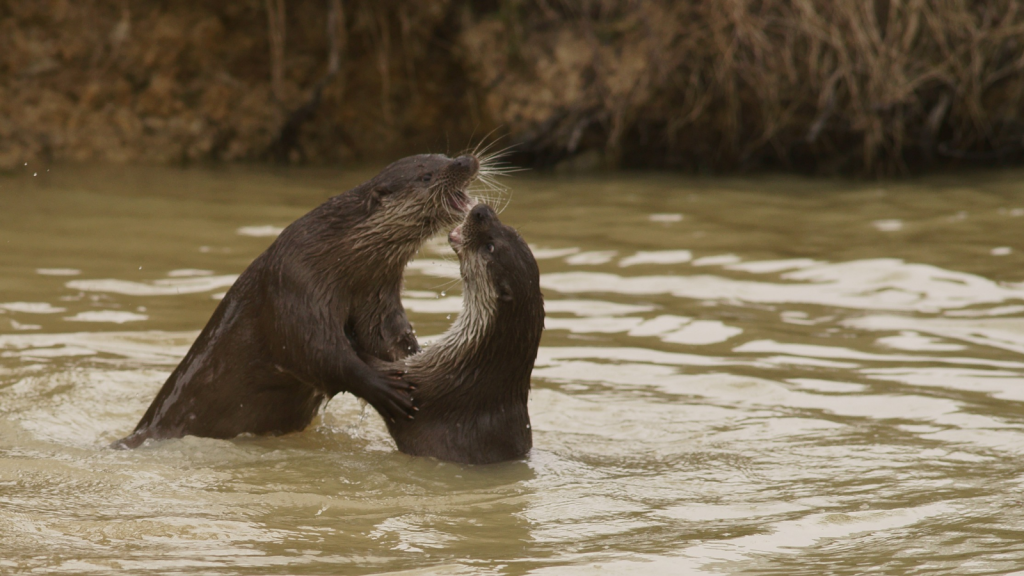 Otter | Vocal Repertoire