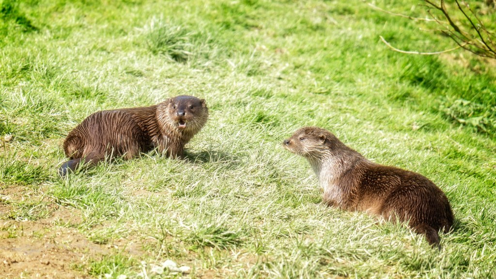 Otter | Scent Communication