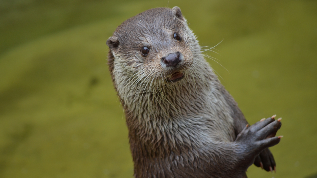 Otter | 15 Astonishing Things About British Otters