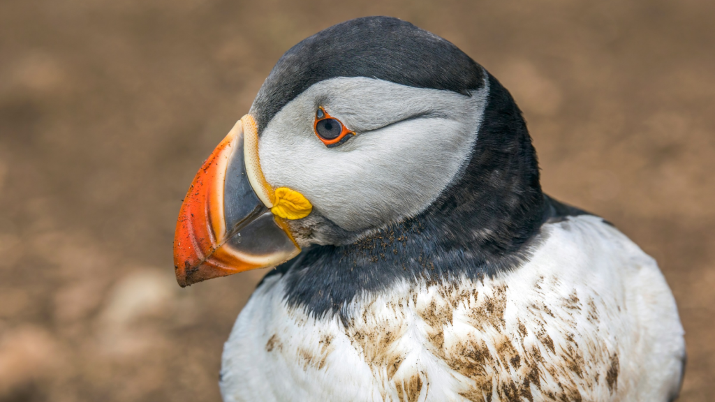 Puffin | Colorful Beaks