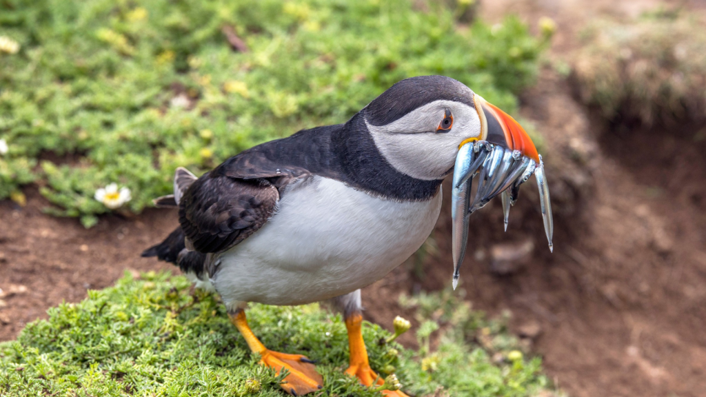 Puffin | Impressive Fishing Skills