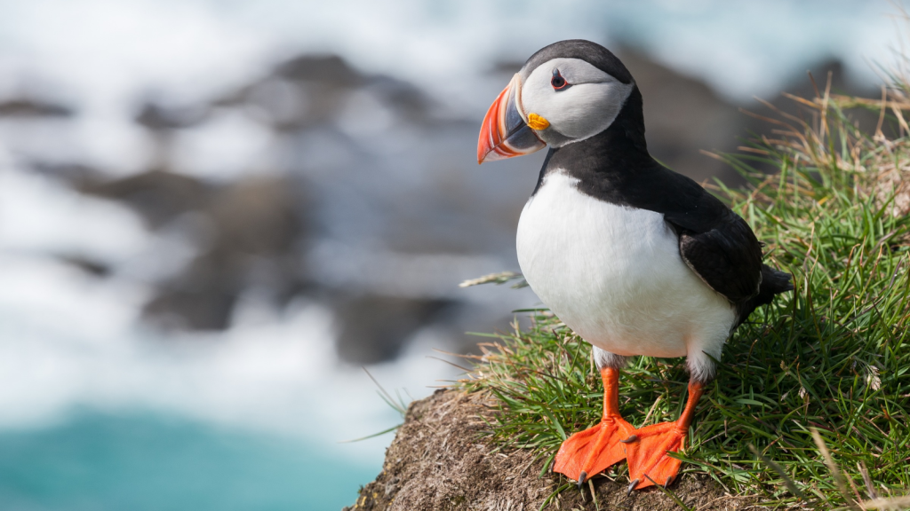 Puffin | Long-lived Birds