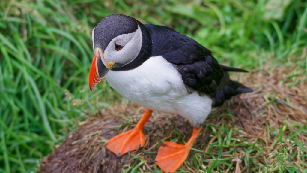 Puffin | Specialized Feet