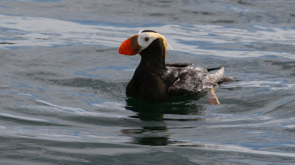 Puffin | Winter at Sea