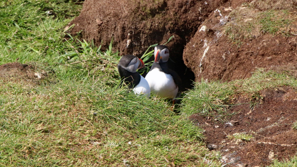 Puffin | Distinctive Calls