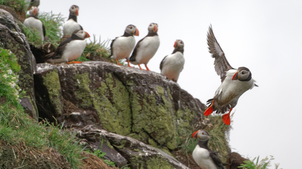 Puffin | Climate Change Challenges