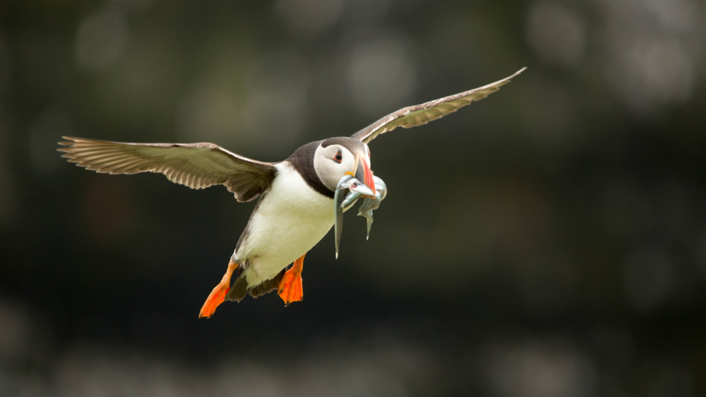 Puffin | Climate Change Challenges