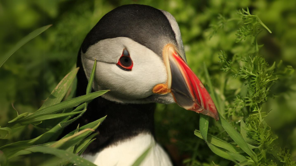 Puffin | 15 Things You Probably Didn't Know About Puffins