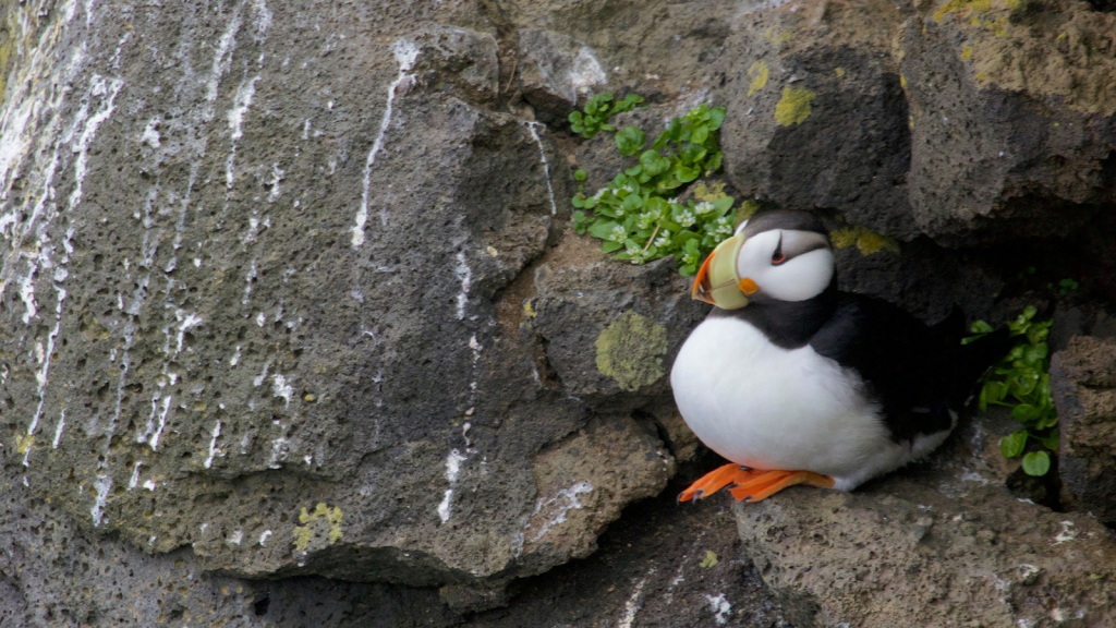 Puffin | Protective Camouflage