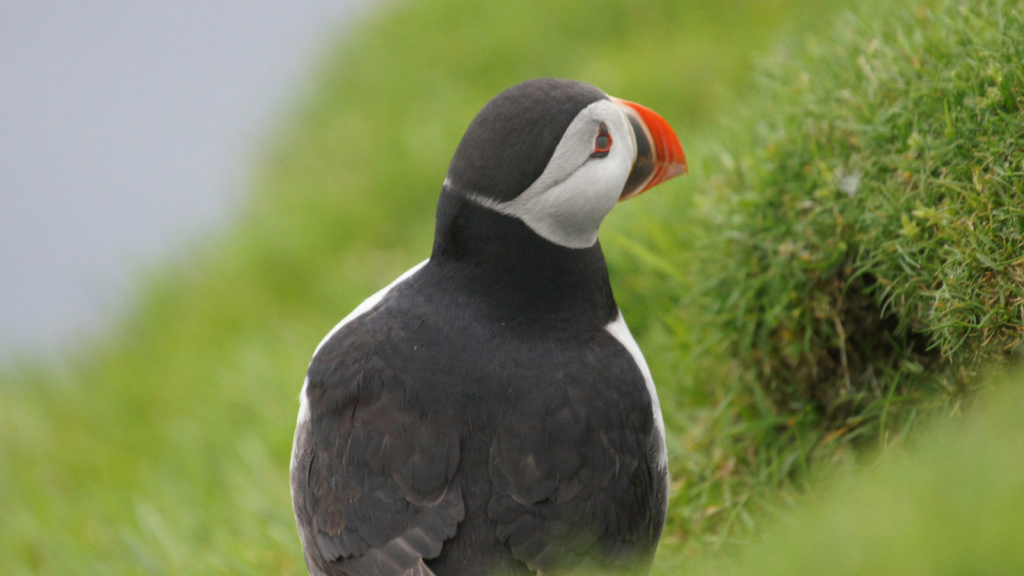 Puffin | Remarkable Navigation Skills