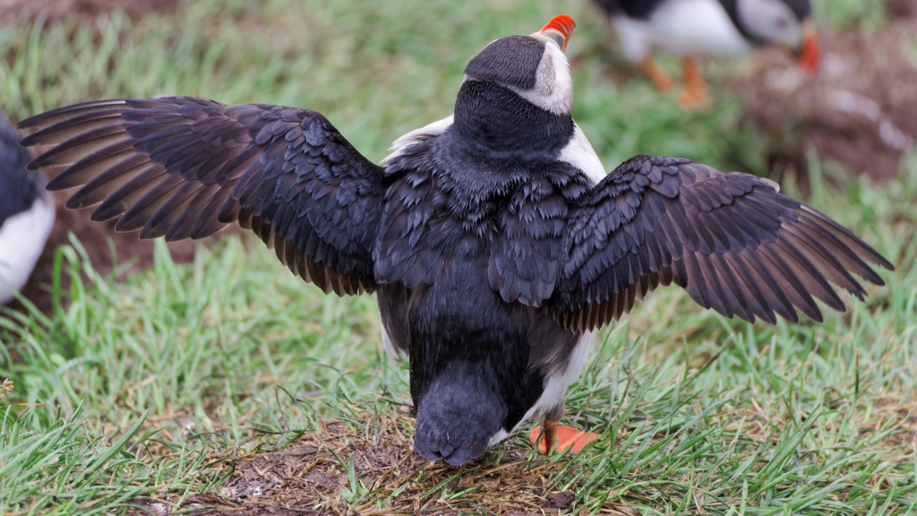 Puffin | Unique Wing Design