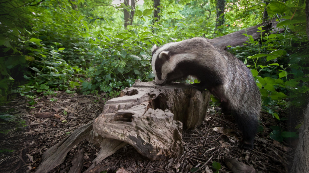 European Badger | They Have Excellent Hearing and Smell