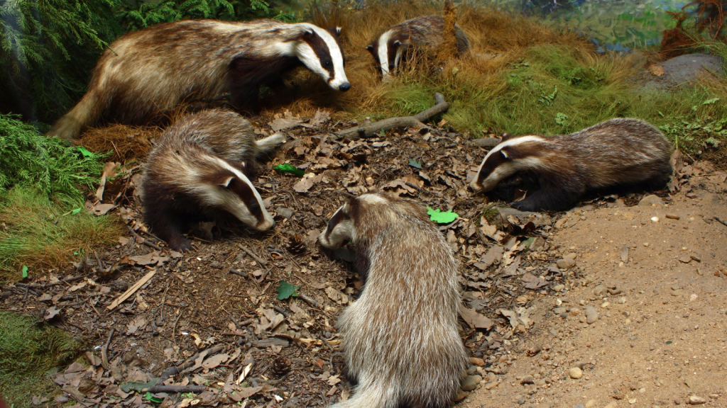 Badgers Live in Large Family Groups