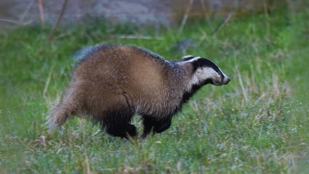 Badgers Are Surprisingly Fast