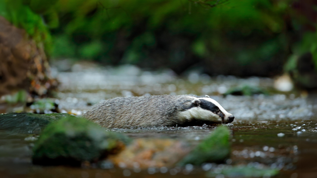 Badgers Are Excellent Swimmers