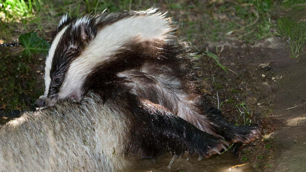 European Badger | They Have a Unique Grooming Routine