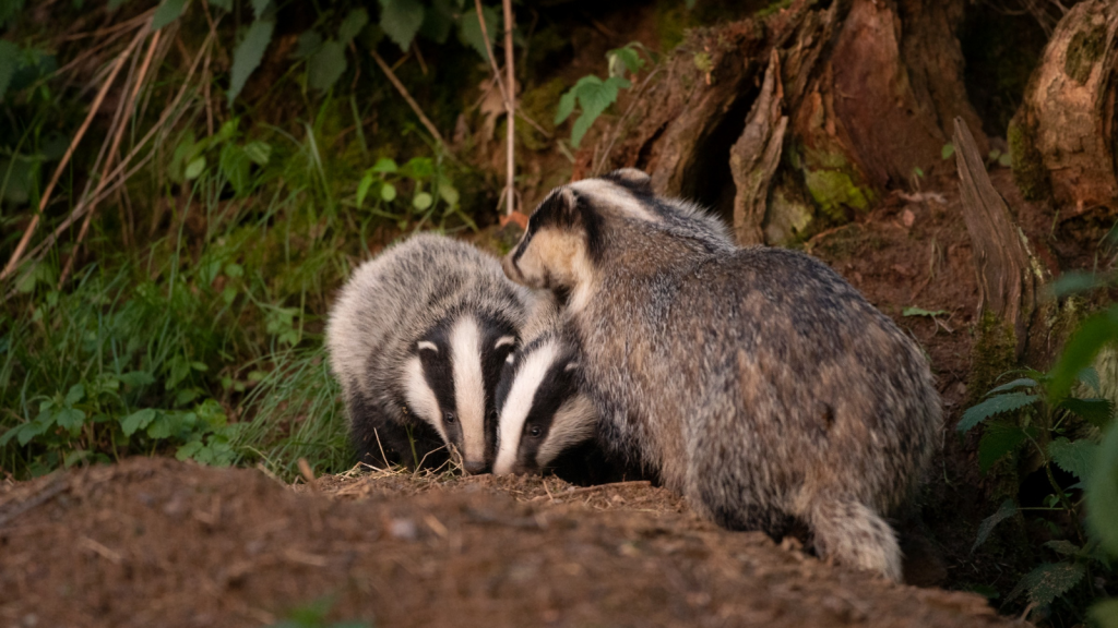 European Badger | They Have a Complex Communication System