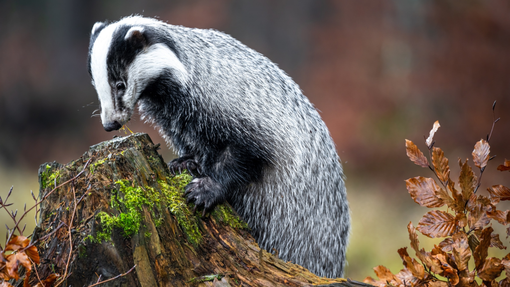 Badgers Help Control Pest Populations