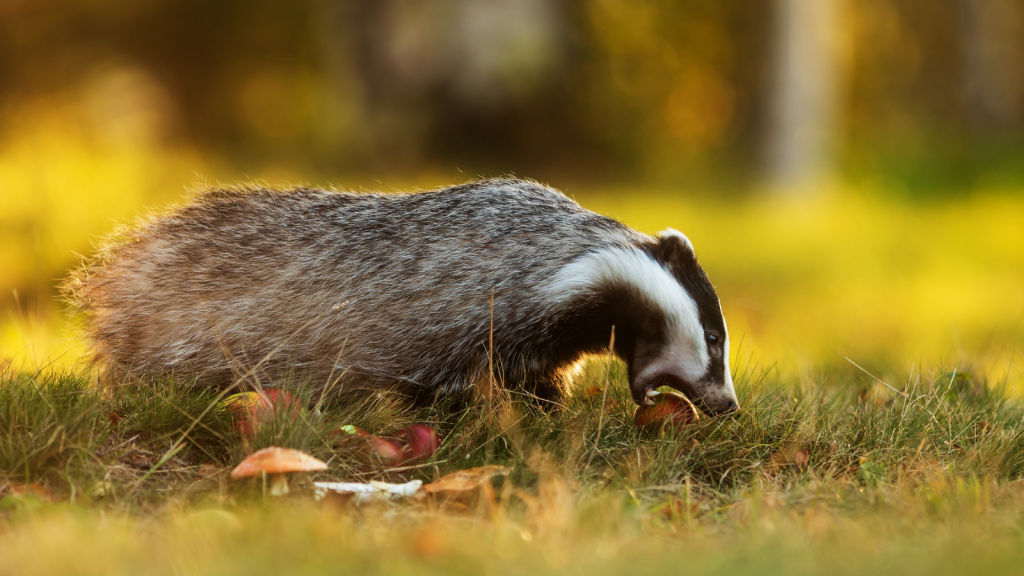 Badgers Have Seasonal Diets