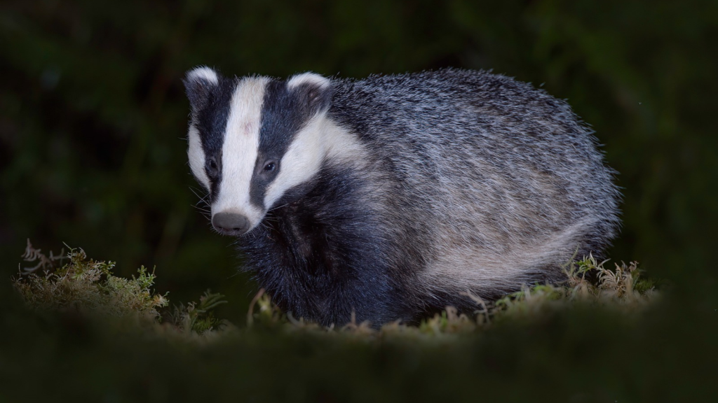 15 Unexpected Facts About British Badgers