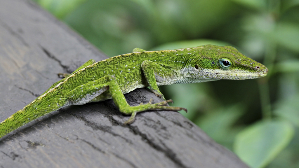 Green Anole Lizard 