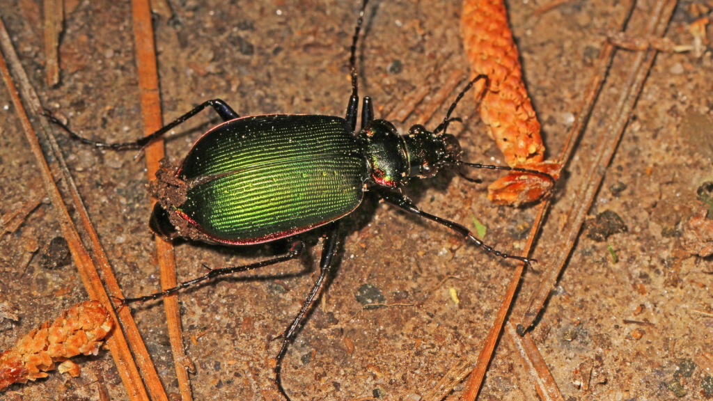 Fiery Searcher Beetle