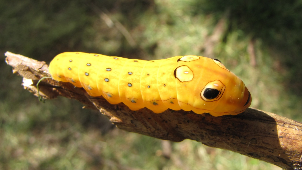 15 Animals That Eat Caterpillars