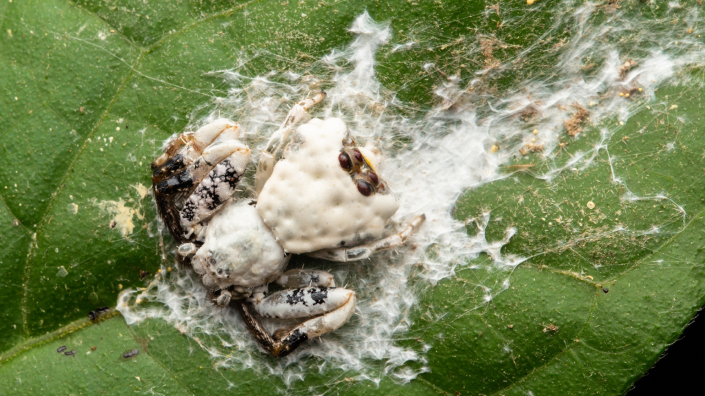 Bird Dung Spider