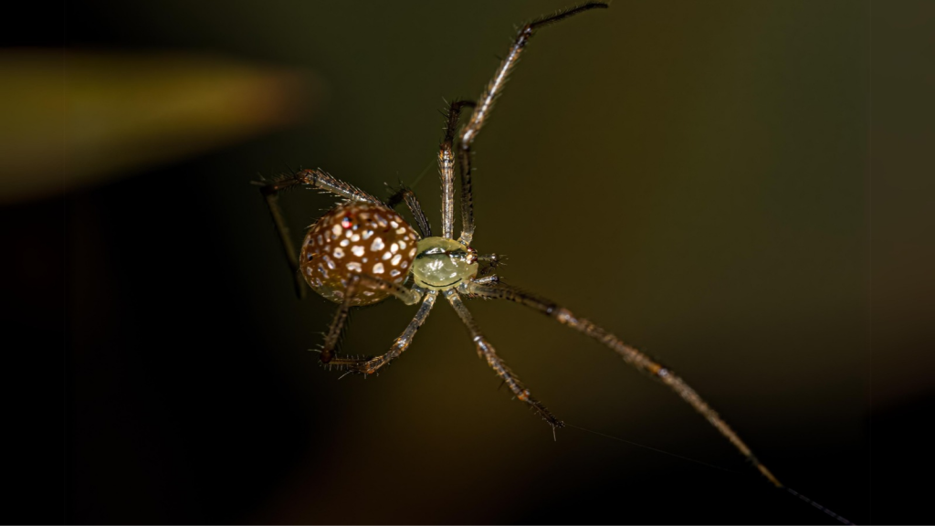 Mirror Spider