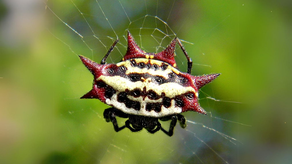 Spiny Orb-Weaver Spider