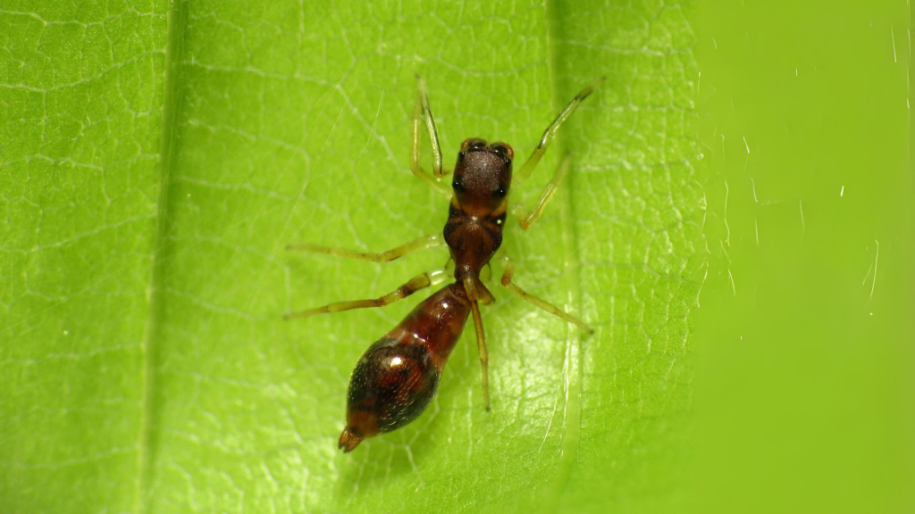 Ant-Mimicking Spider