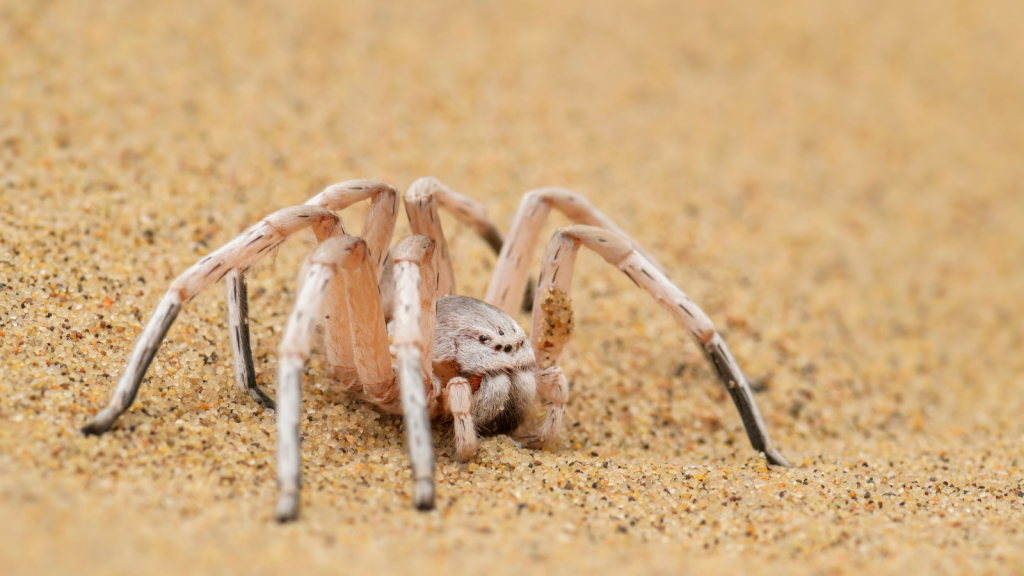 Golden Wheel Spider