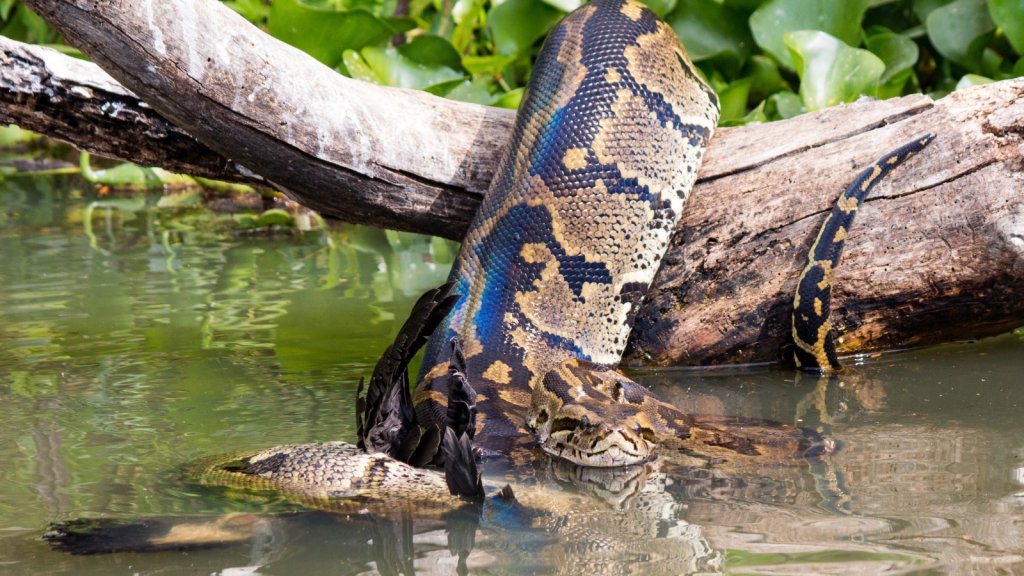 African Rock Python