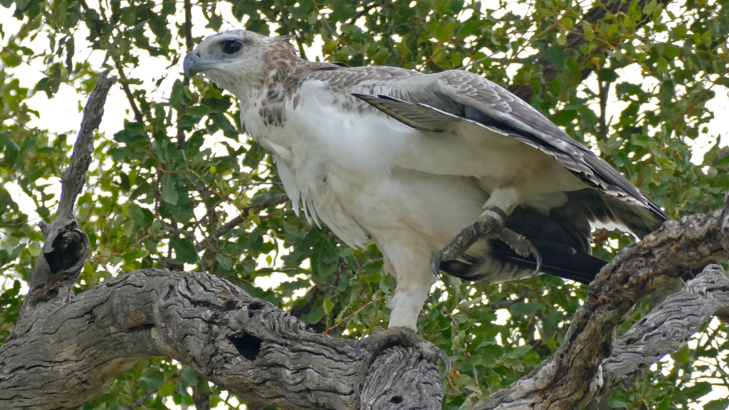 Martial Eagle