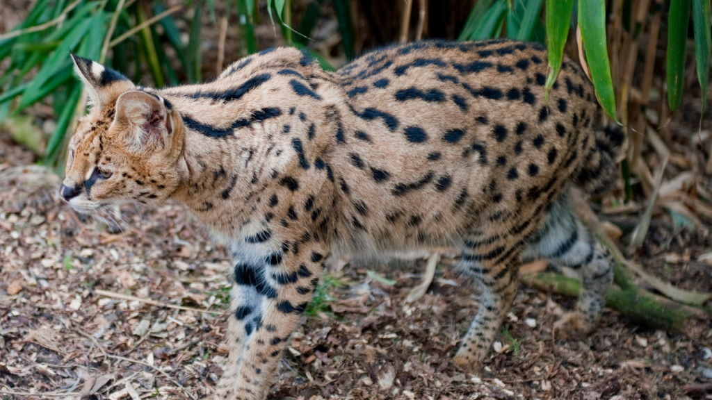 Serval Cat