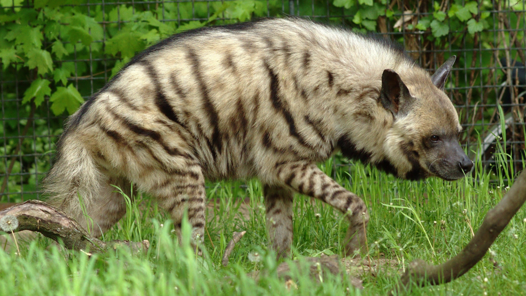 Striped Hyenas