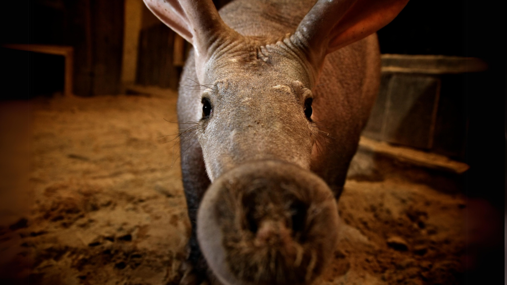 Aardvark | 15 Animals That Eat Aardvarks