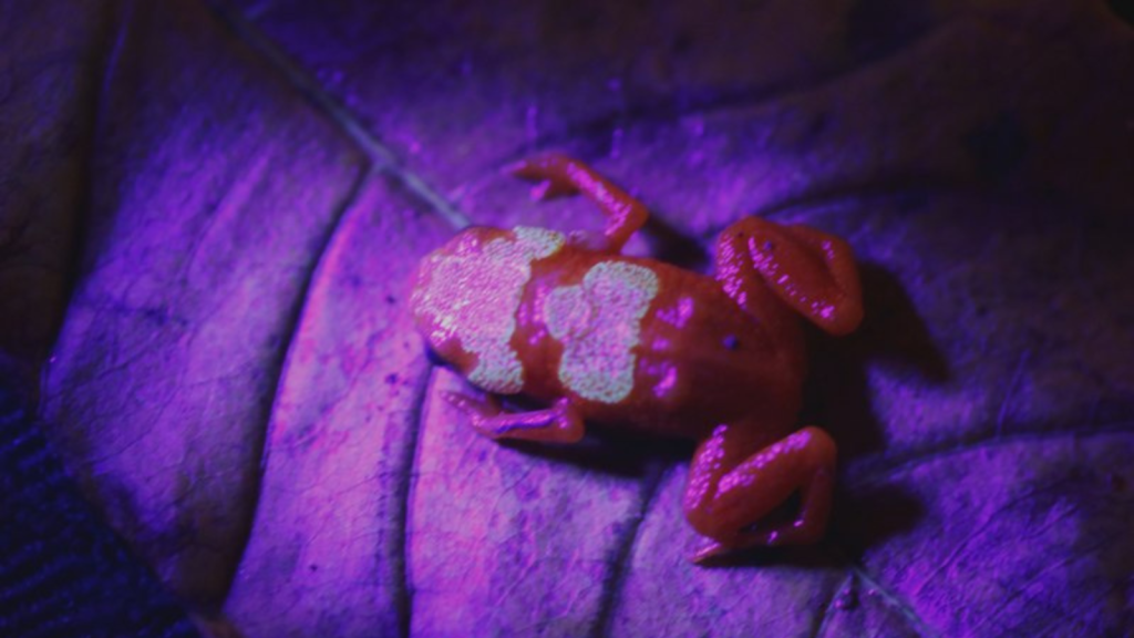 Pumpkin Toadlet | They Glow in the Dark