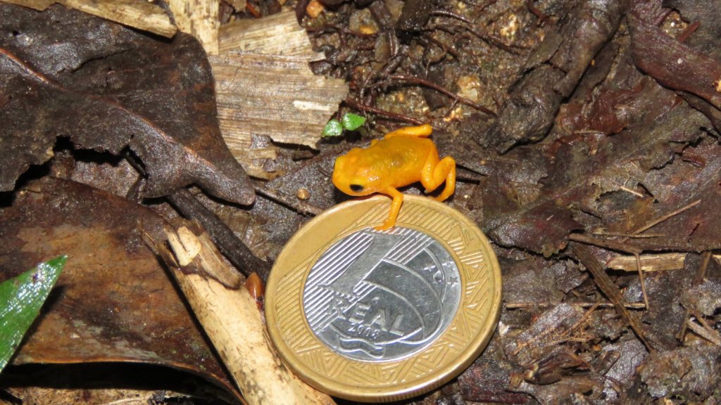 Pumpkin Toadlet | They're Incredibly Small